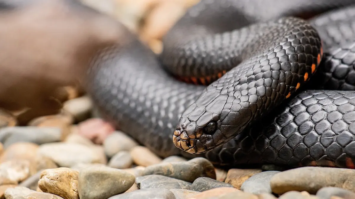 serpiente negra vientre rojo